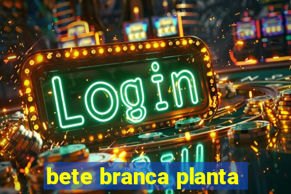 bete branca planta